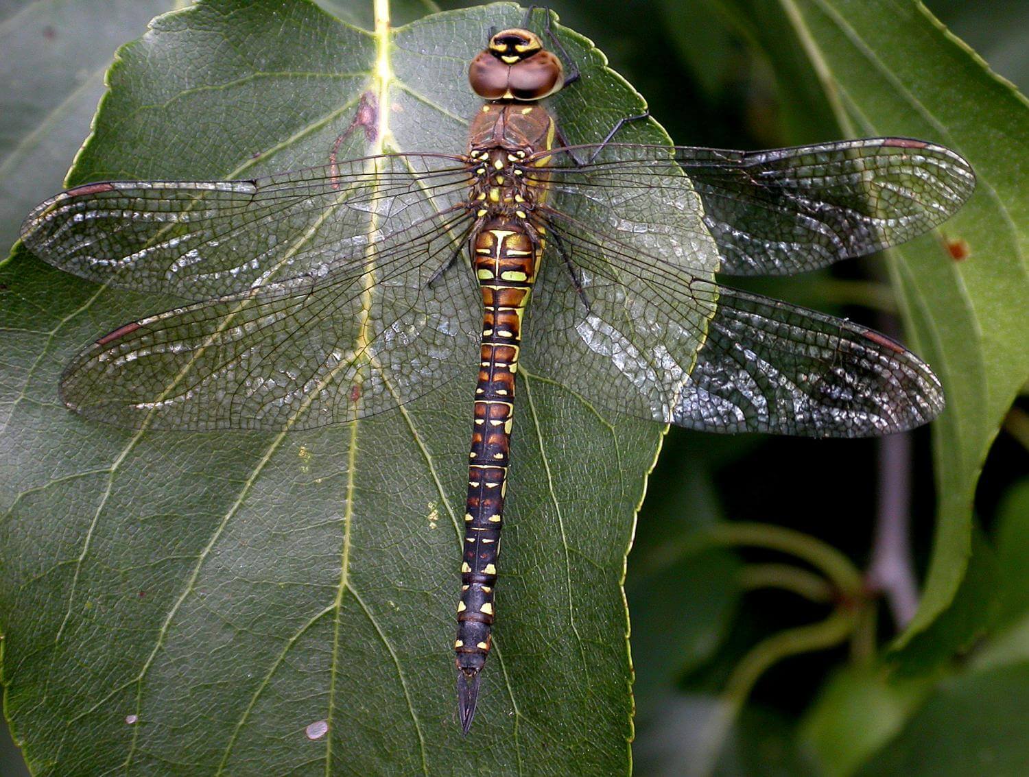 Female Aeshna mixta by David Kitching